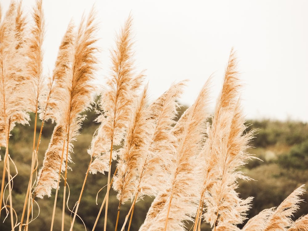 Pampas Grass