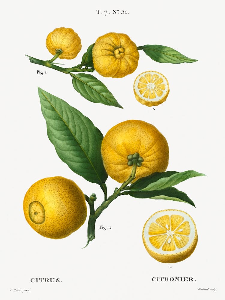 Clusters Of Citrus, Pierre Joseph Redoute