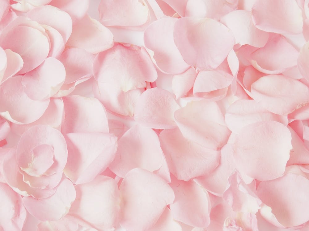Baby Pink Flower Petals