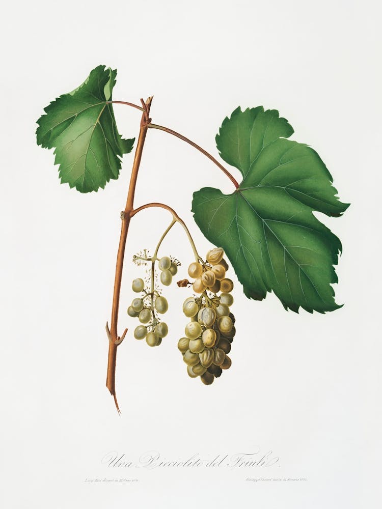 Friuili Grape (Vitis Vinifera Forojuliensis) From Pomona Italiana (1817 - 1839), Giorgio Gallesio