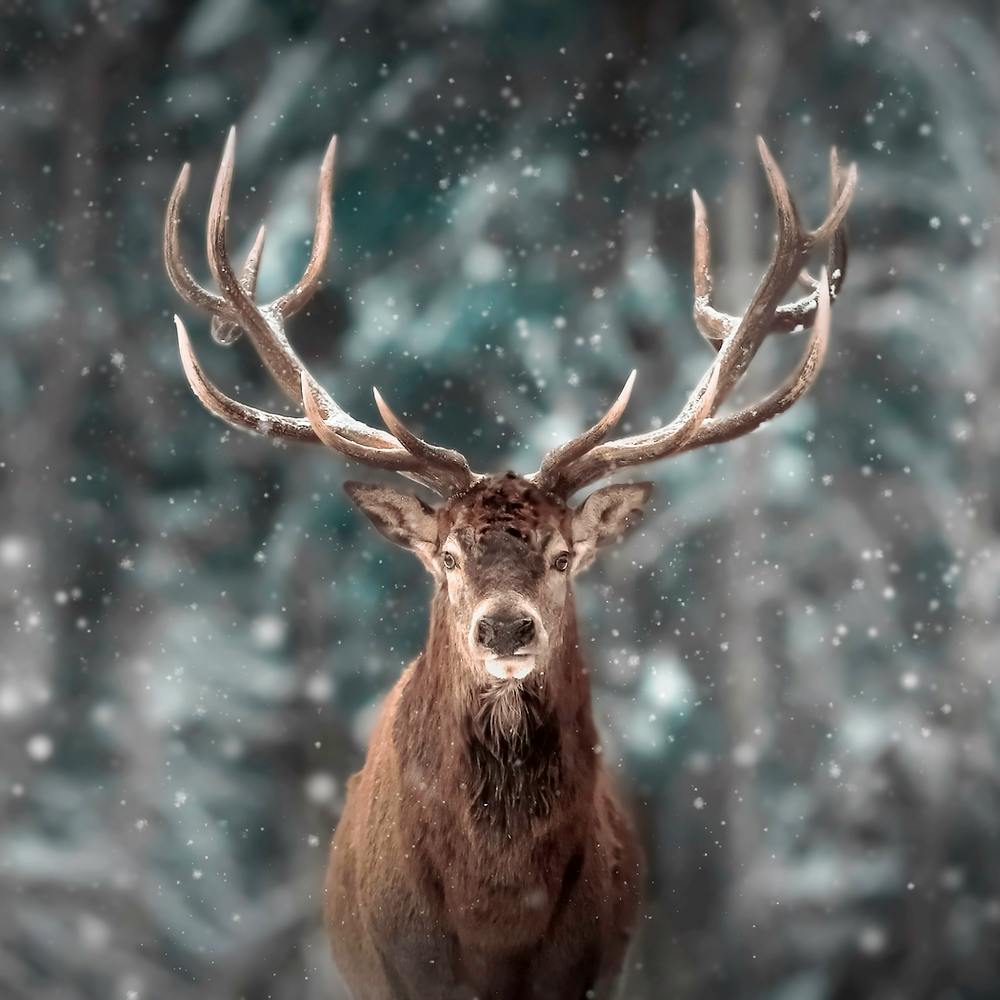 Stag In The Snow 1