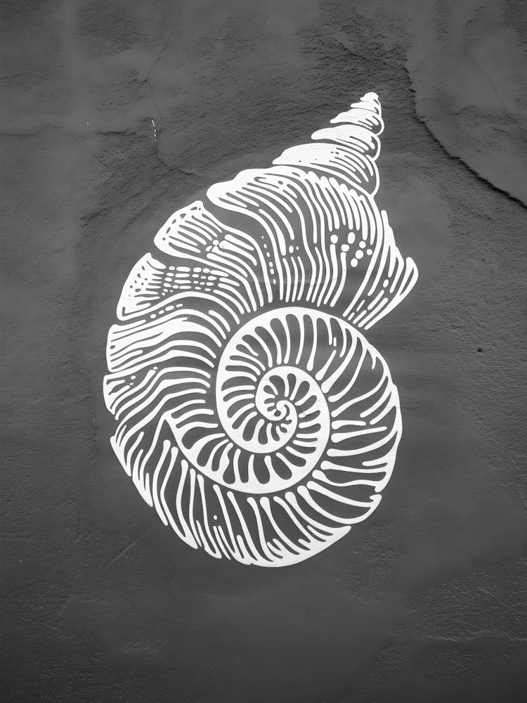 Nautilus Shell 4