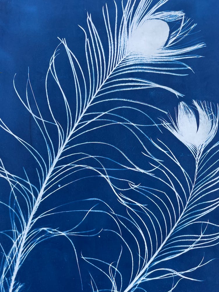 Blaue Cyanotypie Pfauenfedern
