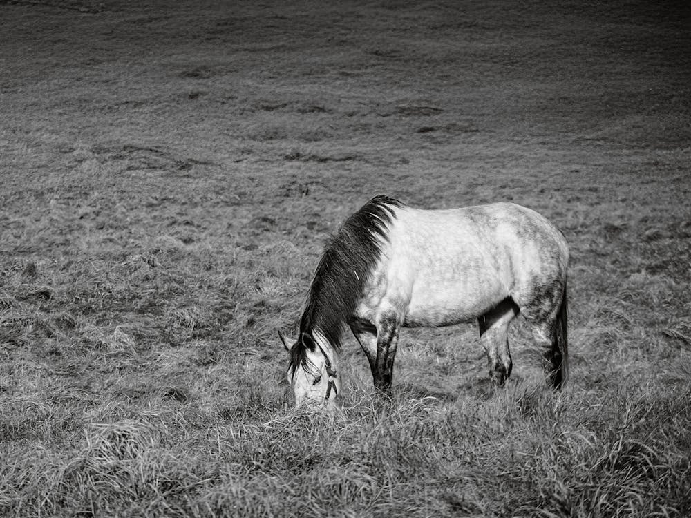 Beautiful Horse Grazing