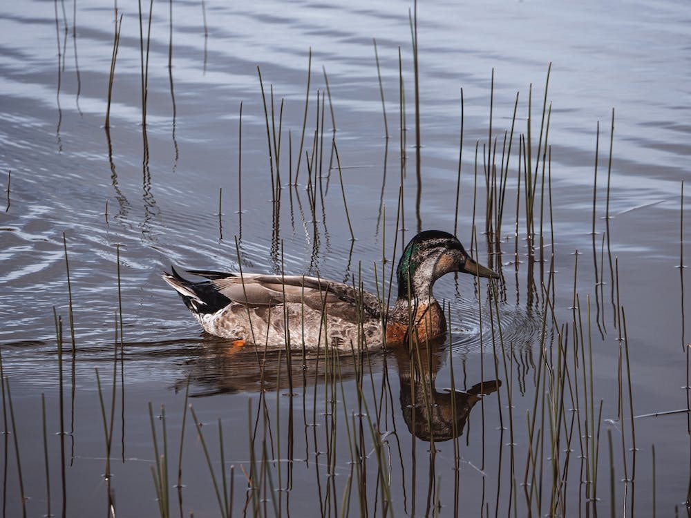 Duck Swimming Across Pond
