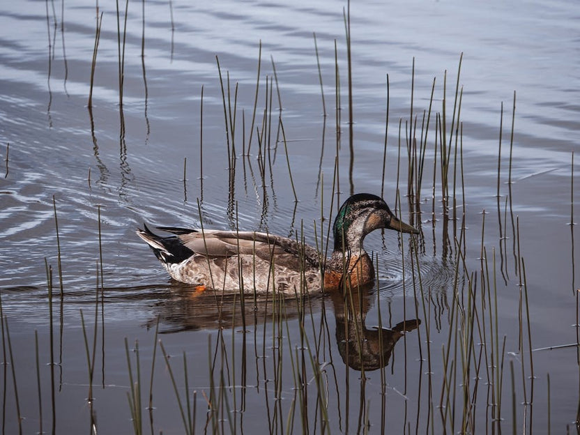 Duck Swimming Across Pond