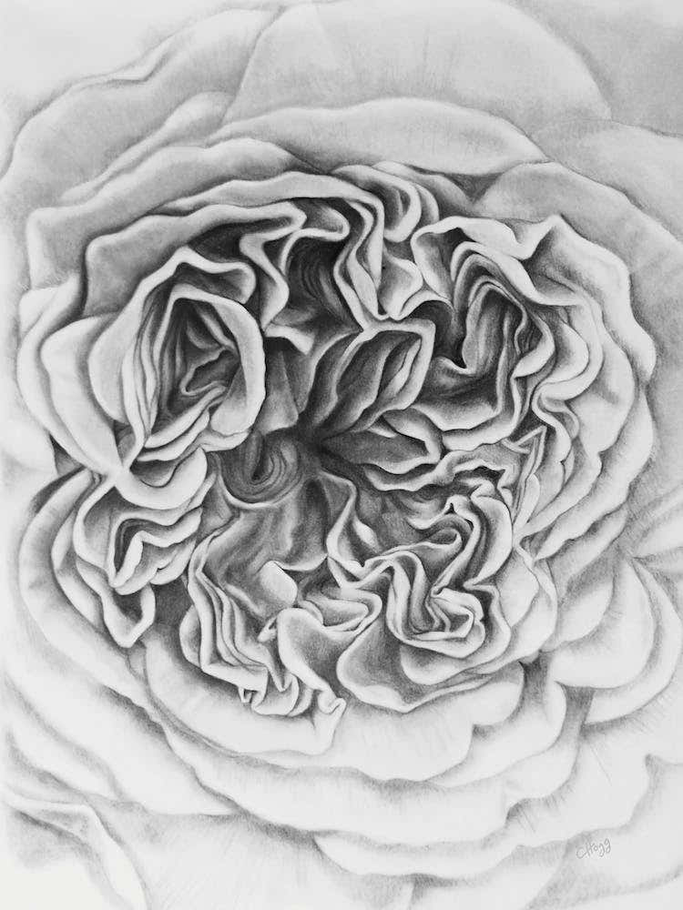 A Rose Is A Rose Black