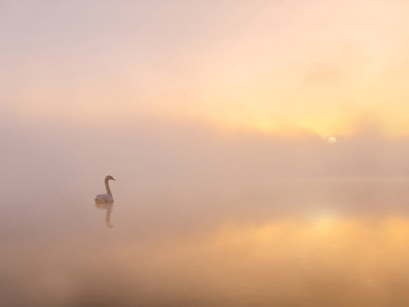 Misty Morning