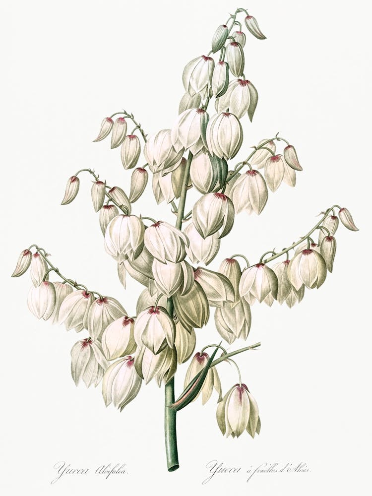 Aloe Yucca Illustration From Les Liliacées (1805), Pierre Joseph Redoute