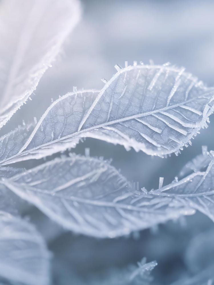 Frosty Leaves 1