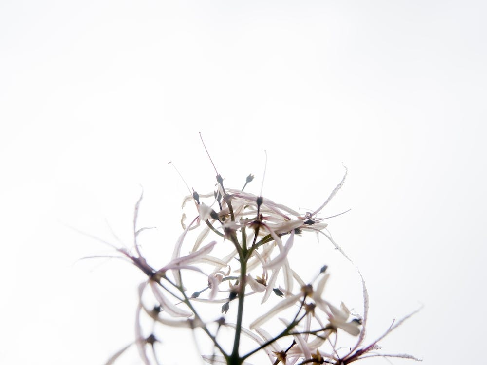 White Flowers