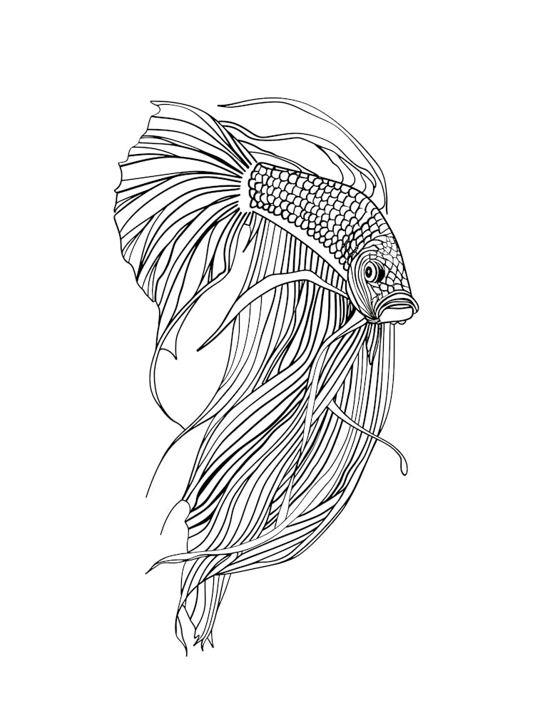 Siamese Catfish animal lines art