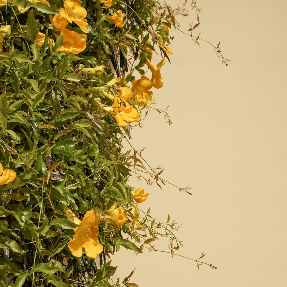 Yellow Flowers Square