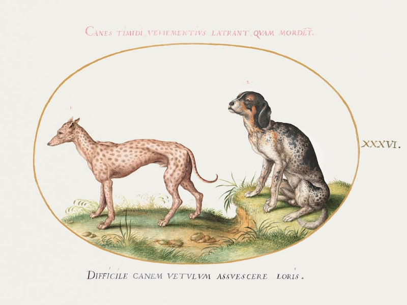 Two Spotted Hounds (1575–1580), Joris Hoefnagel