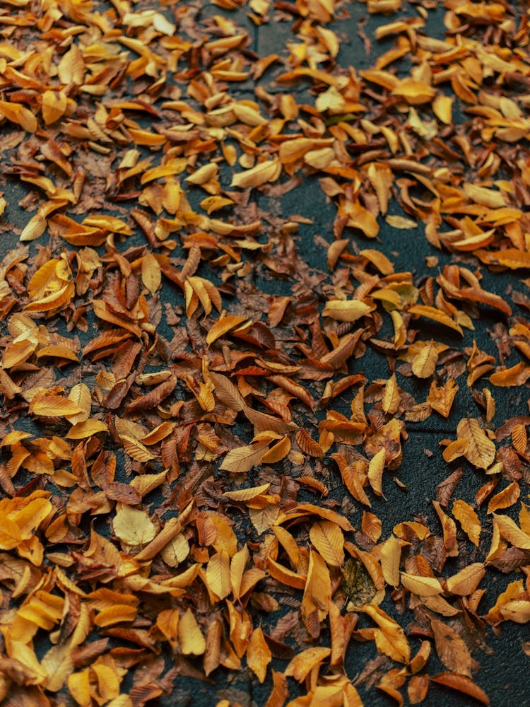 Fallen Leaves