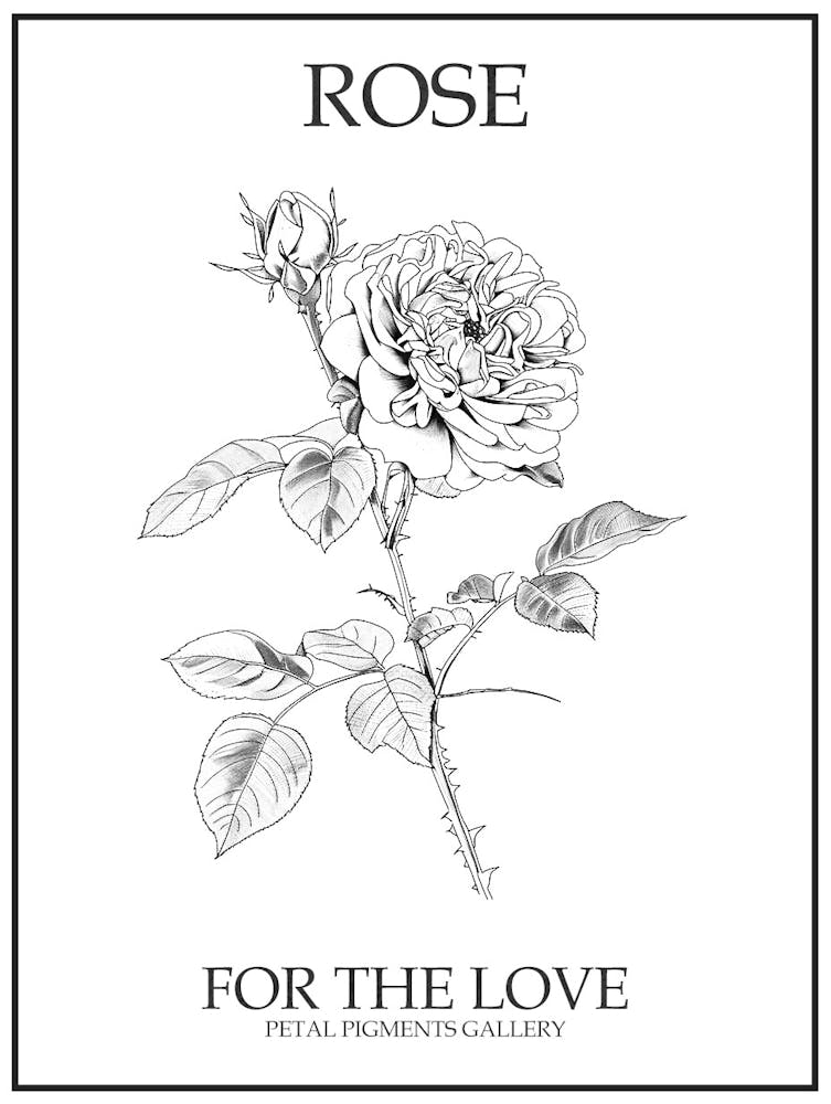 Black And White Rose Line Drawing 5 Poster