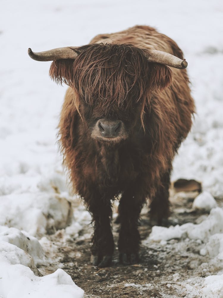 Winter Shaggy Cow