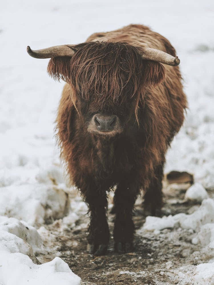 Winter Shaggy Cow