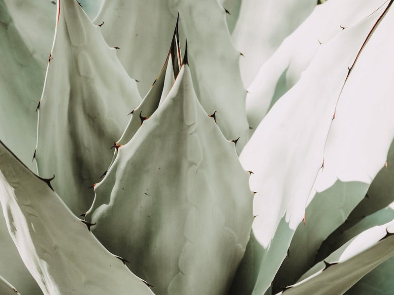 Succulent Cactus