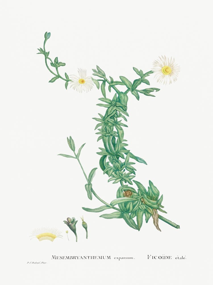 Mesembryanthemum Expansum, Pierre Joseph Redoute