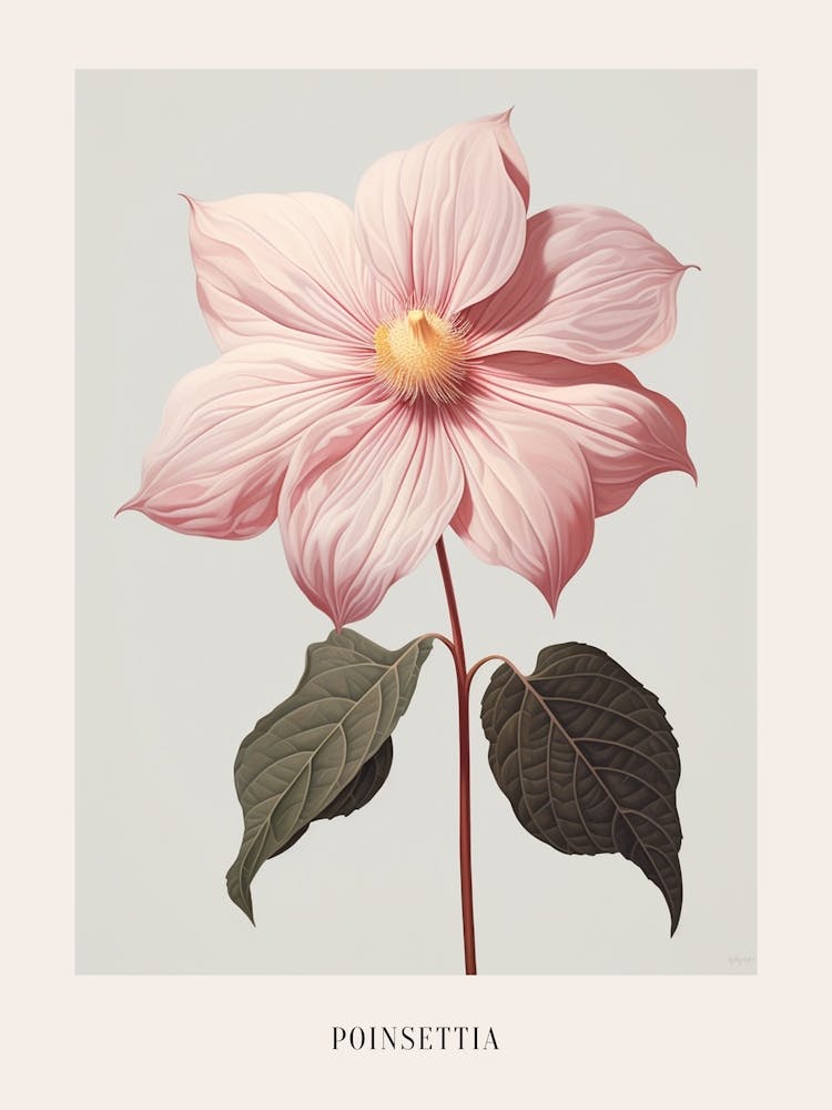 Floral Illustration Poinsettia 1 Poster