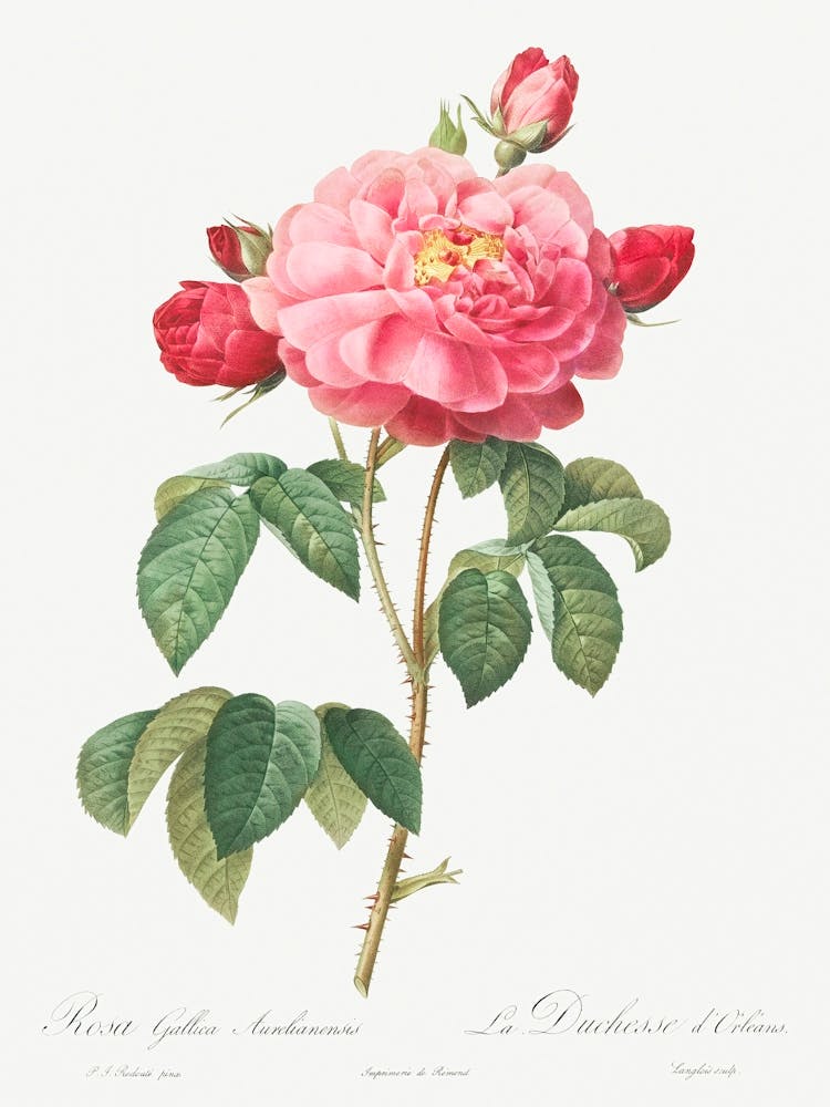 Gallic Rose, Pierre Joseph Redoute
