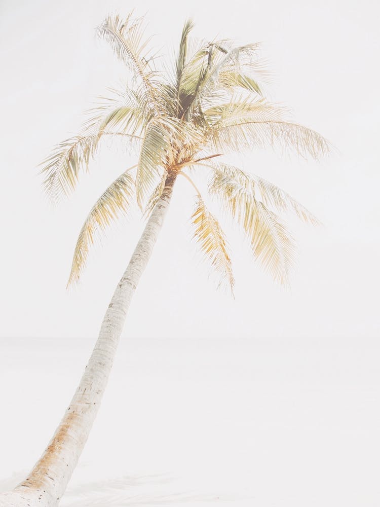 Pastel Palm Tree