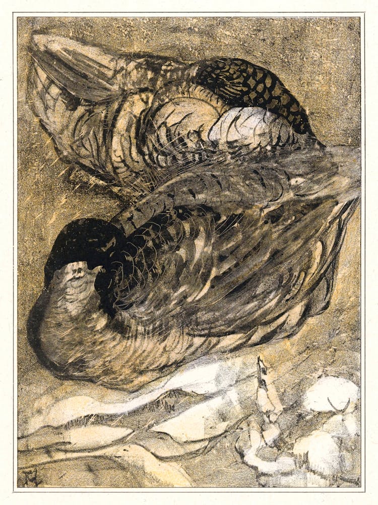 Two Sleeping Ducks (1878–1909), Theo Van Hoytema