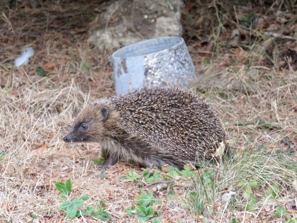 Hedgehog in Garden Britain UK