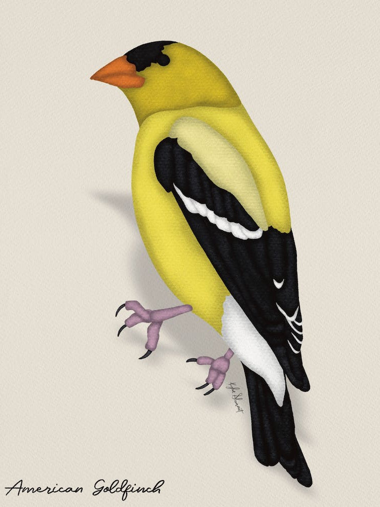 American Goldfinch