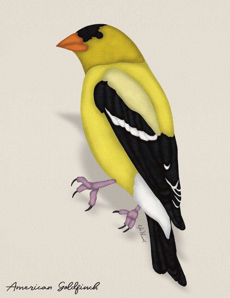 American Goldfinch