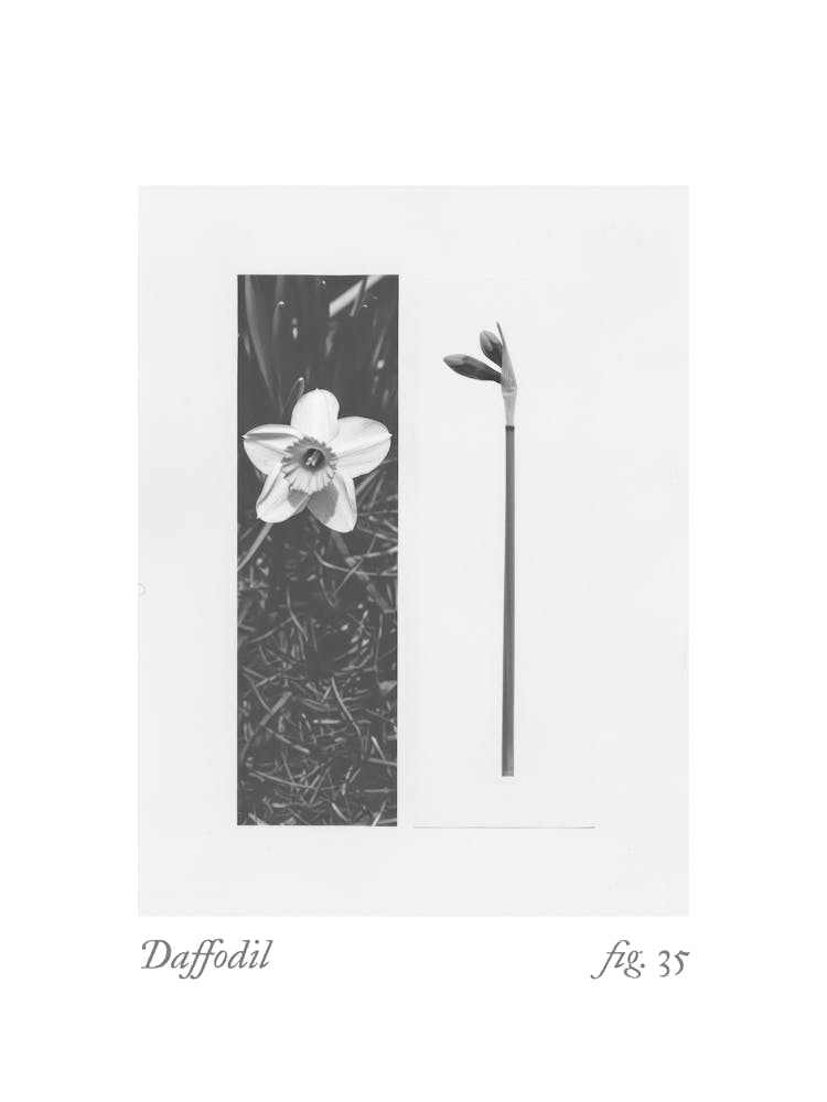 Daffodil Botanical Collage 3