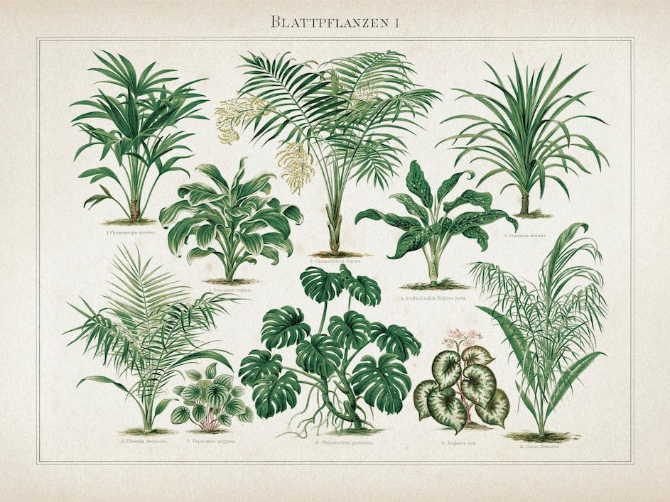 Vintage Meyers 1 Blattpflanzen 1