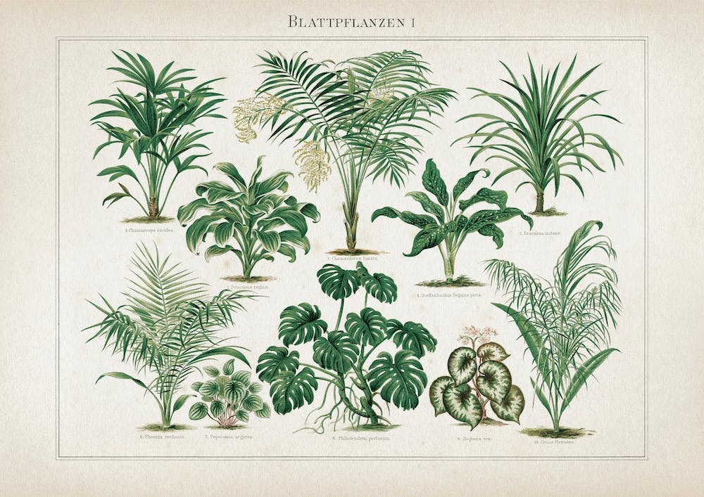 Vintage Meyers 1 Blattpflanzen 1