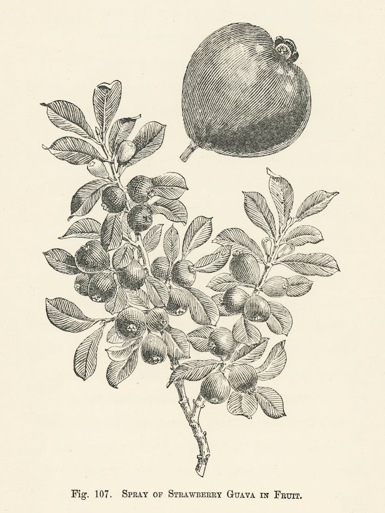 Vintage Illustration Of Strawberry Guava, John Wright
