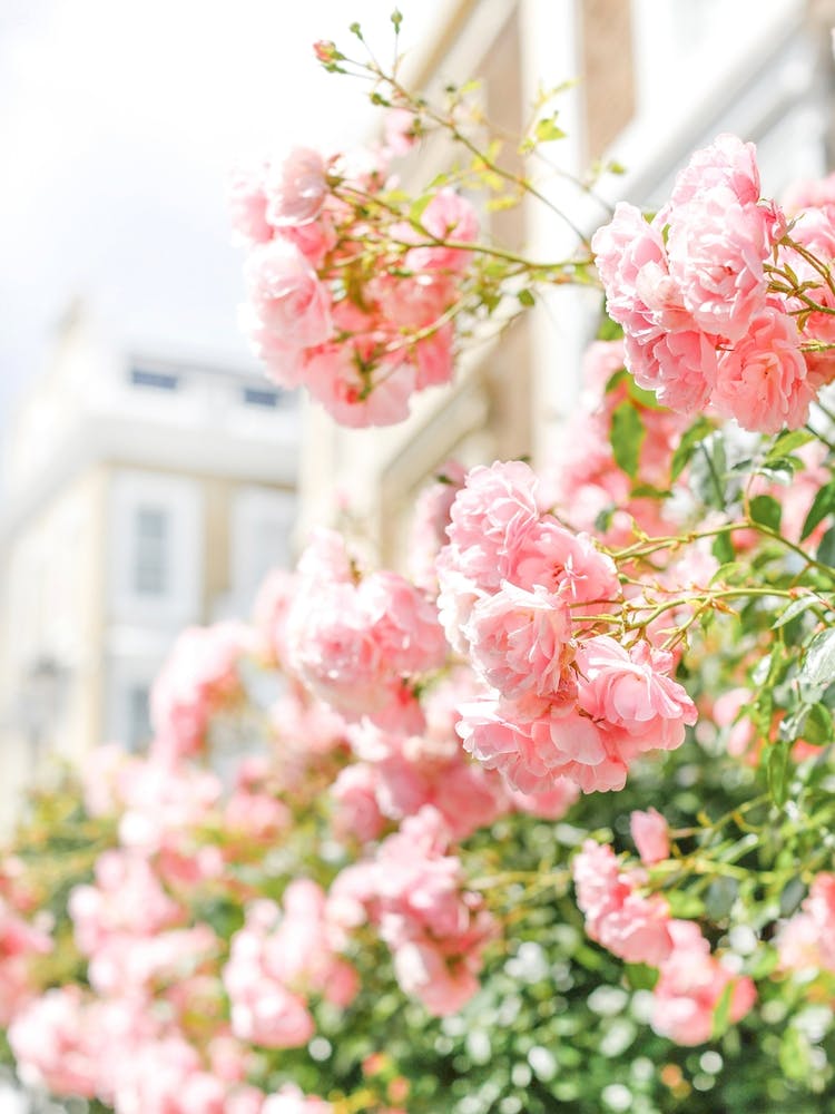 Peach Spring Blooms