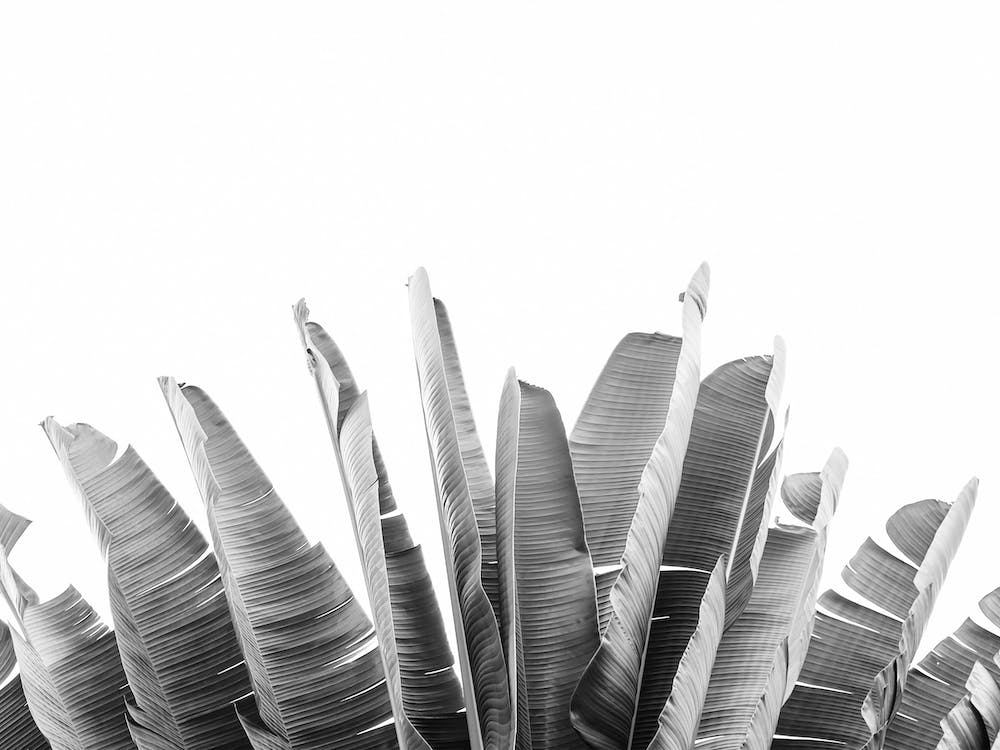 Palm Leaves On Tree
