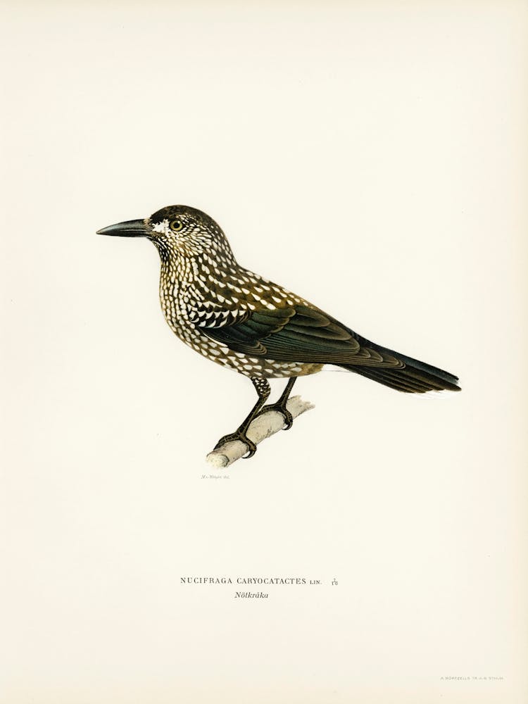 Spotted Nutcracker, The Von Wright Brothers