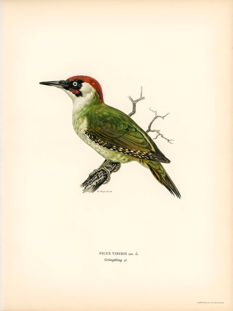Picus Viridis, The Von Wright Brothers