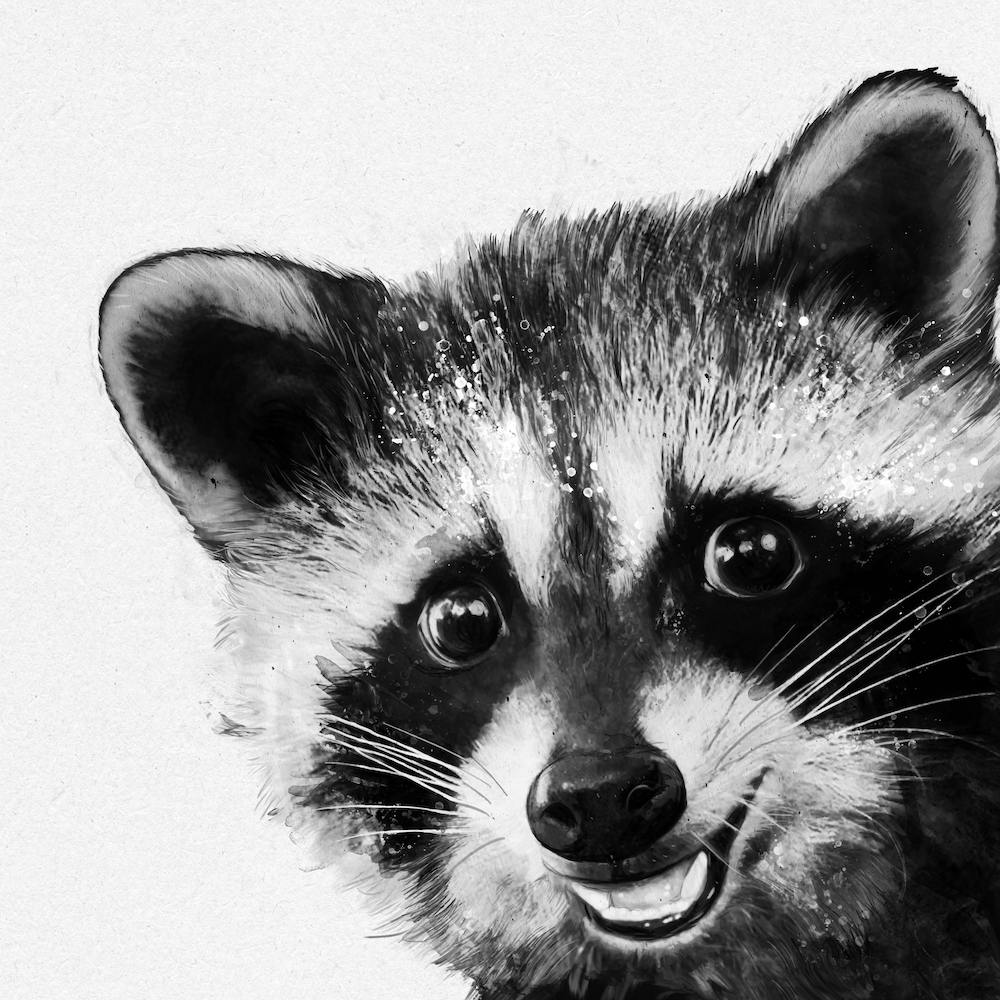 Raccoon