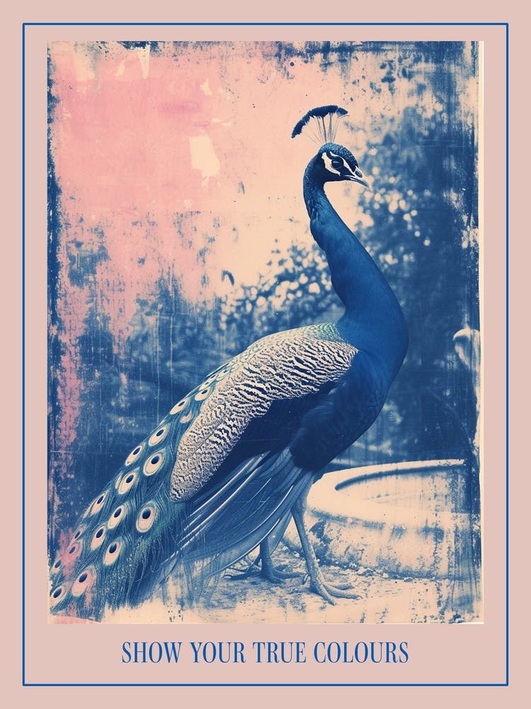 Peacock In The Fountain Pink & Blue Cyanotype Inspired 1 Poster