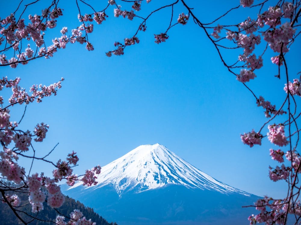 Blooming Pink Blossom Fuji Mountain