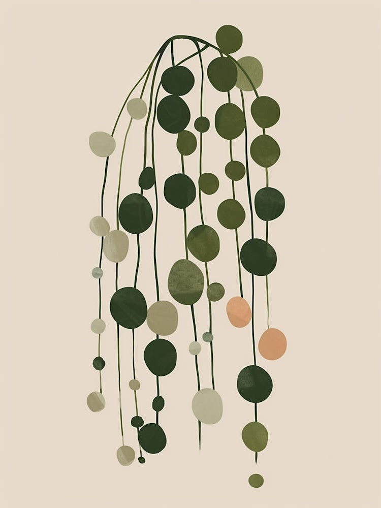 String Of Pearls Plant Minimalist Illustration 3