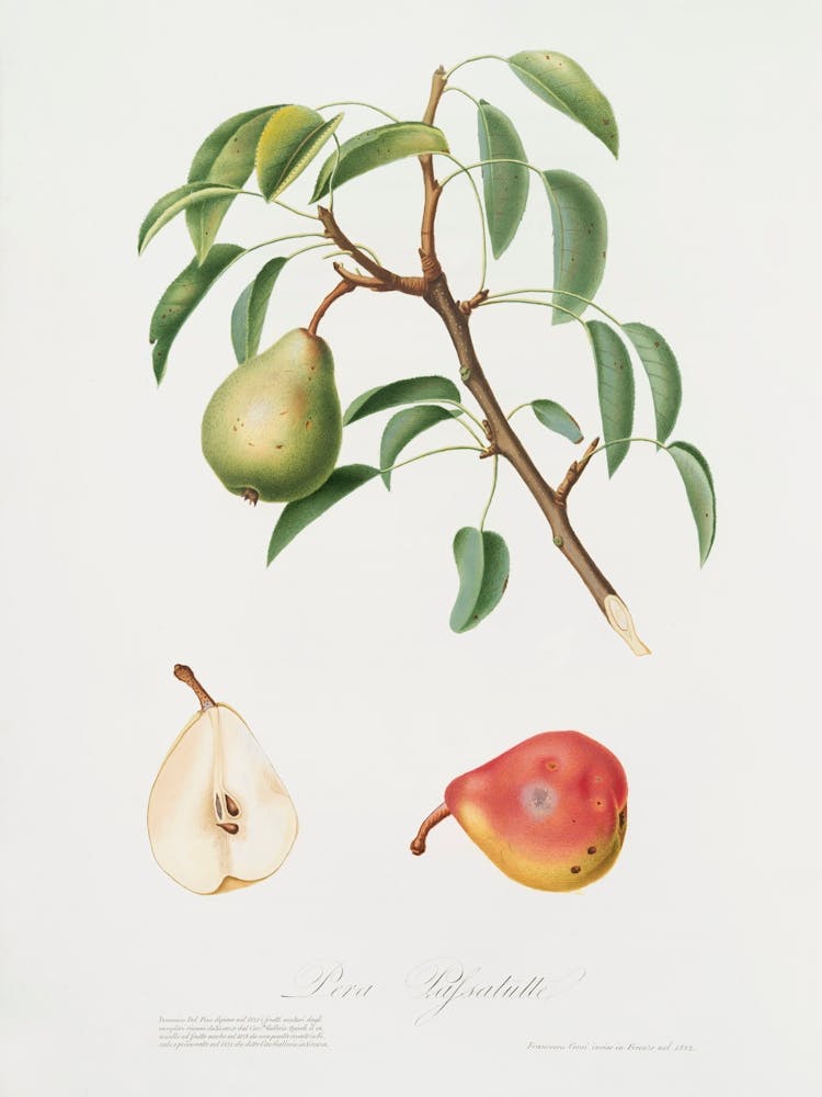 Pear (Pyrus Veneta) From Pomona Italiana (1817 1839), Giorgio Gallesio