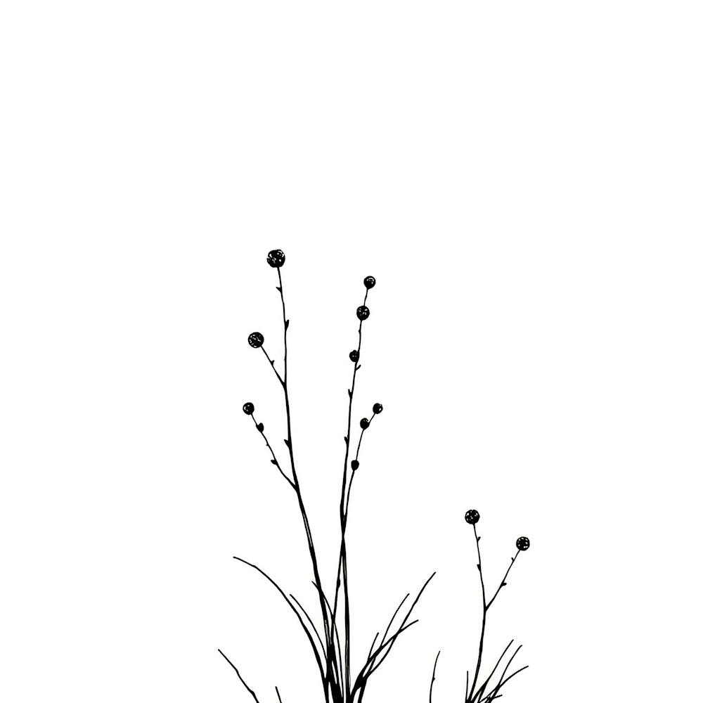 Grass
