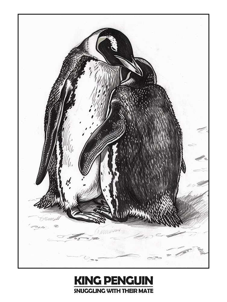 Penguin Snuggling With Their Mate Poster 4