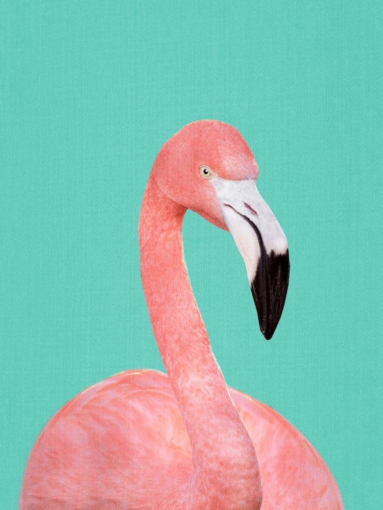 Flamingo In Blue