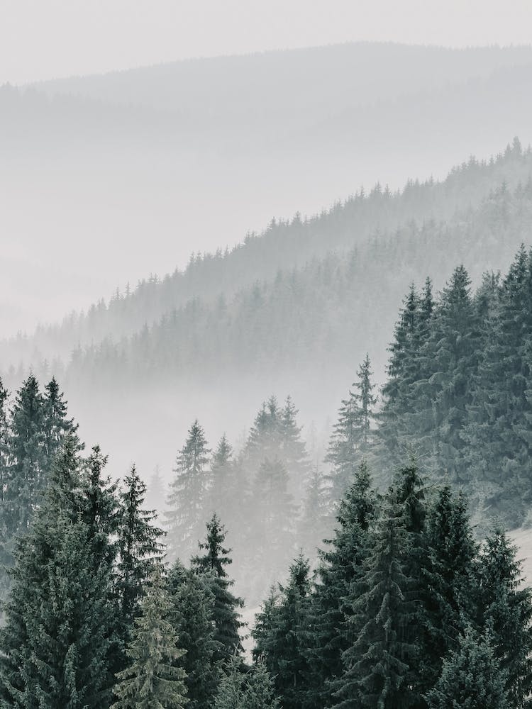 Pine Forest View