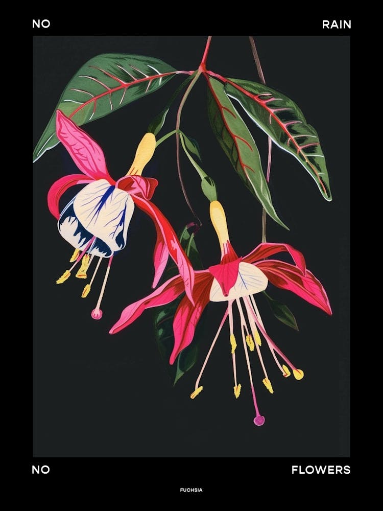 No Rain No Flowers Poster Fuchsia 1
