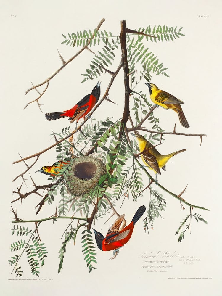 Orchard Oriole, Birds Of America, John James Audubon